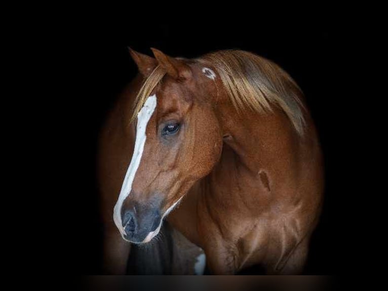 American Quarter Horse Castrone 6 Anni 155 cm Sauro scuro in Weatherford TX