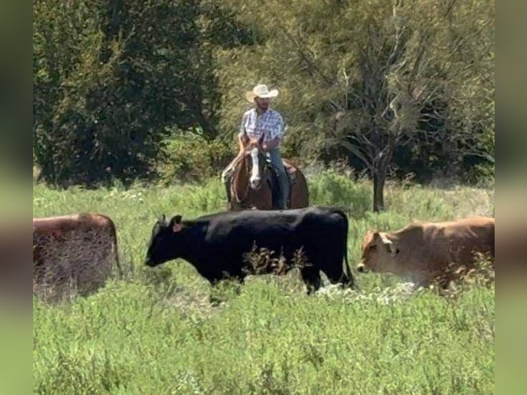 American Quarter Horse Castrone 6 Anni 155 cm Sauro scuro in Weatherford TX