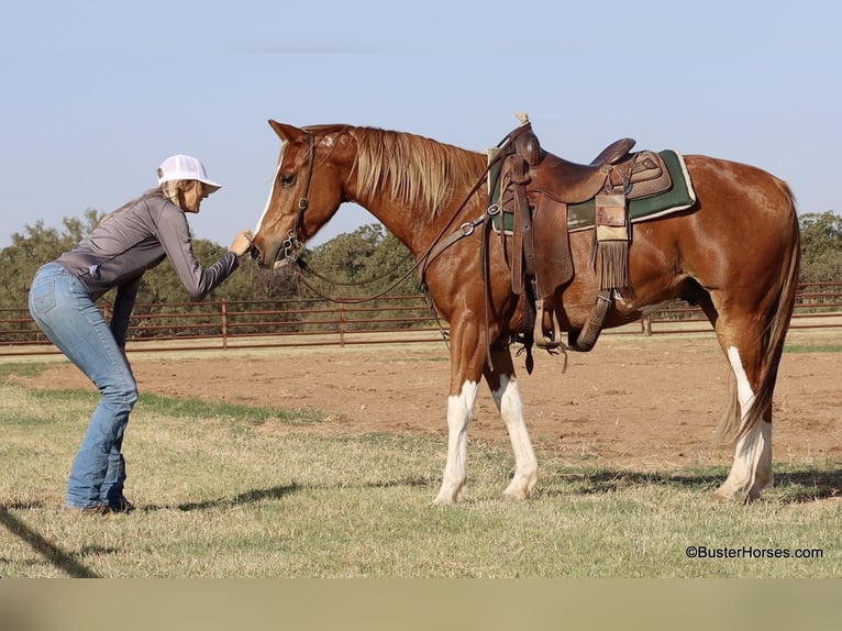 American Quarter Horse Castrone 6 Anni 155 cm Sauro scuro in Weatherford TX