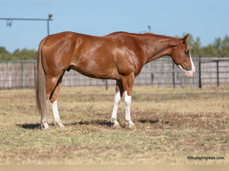 American Quarter Horse Castrone 6 Anni 155 cm Sauro scuro in Weatherford TX