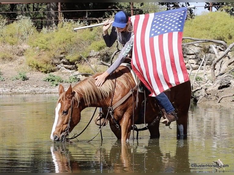 American Quarter Horse Castrone 6 Anni 155 cm Sauro scuro in Weatherford TX