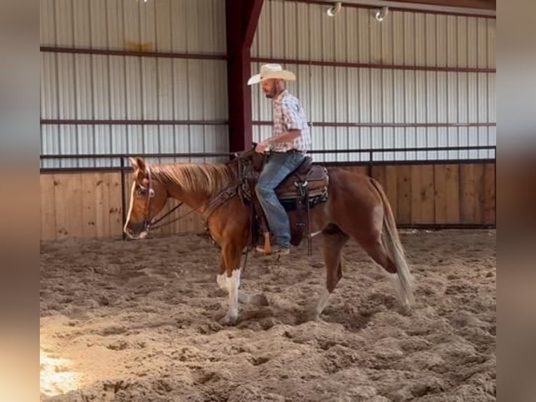 American Quarter Horse Castrone 6 Anni 155 cm Sauro scuro in Weatherford TX