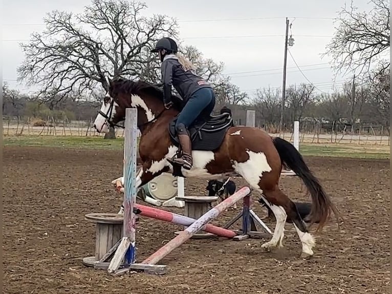 American Quarter Horse Castrone 6 Anni 155 cm Tobiano-tutti i colori in Jacksboro TX