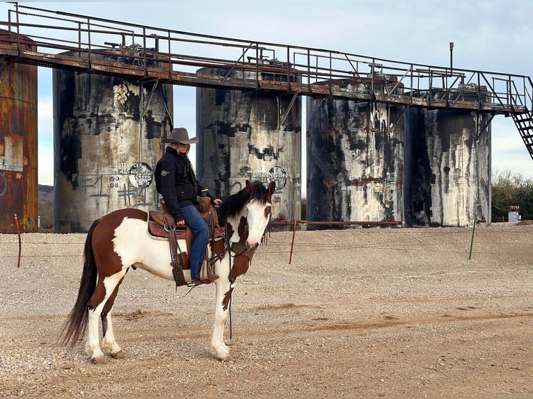 American Quarter Horse Castrone 6 Anni 155 cm Tobiano-tutti i colori in Jacksboro TX