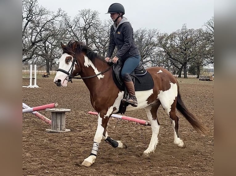 American Quarter Horse Castrone 6 Anni 155 cm Tobiano-tutti i colori in Jacksboro TX