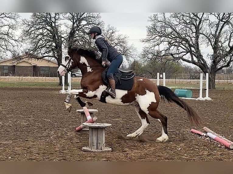 American Quarter Horse Castrone 6 Anni 155 cm Tobiano-tutti i colori in Jacksboro TX