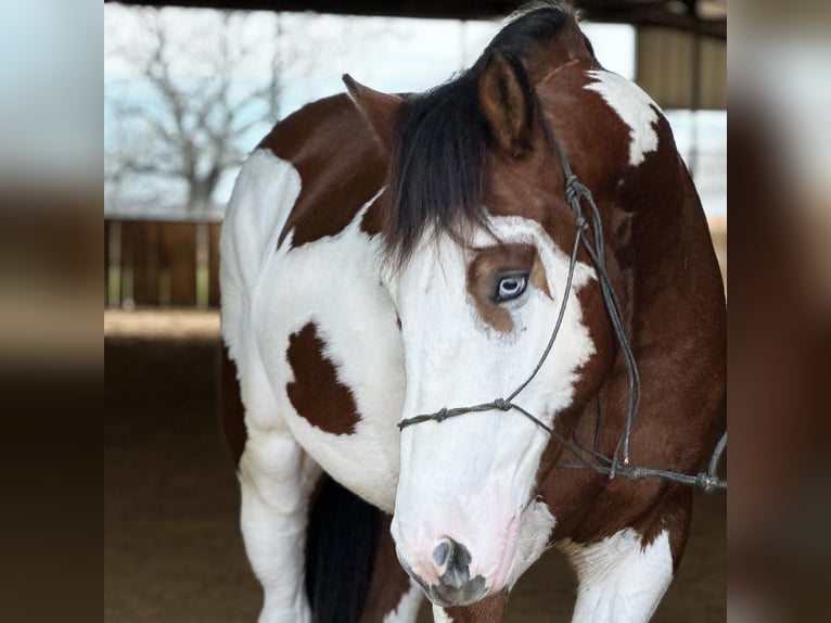 American Quarter Horse Castrone 6 Anni 155 cm Tobiano-tutti i colori in Jacksboro TX