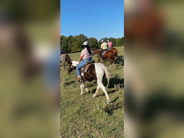 American Quarter Horse Castrone 6 Anni 155 cm Tobiano-tutti i colori in Canton TX