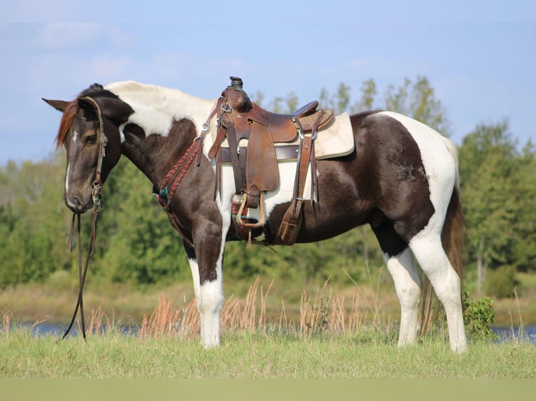 American Quarter Horse Castrone 6 Anni 155 cm Tobiano-tutti i colori in Canton TX