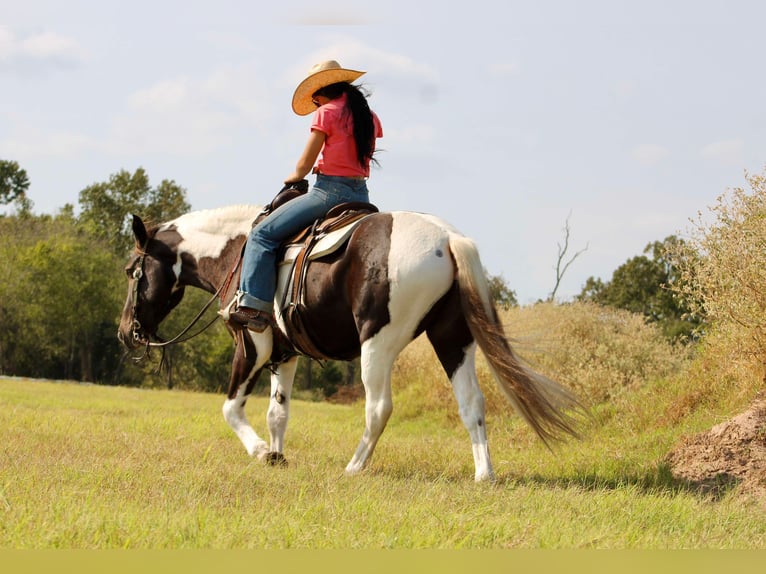 American Quarter Horse Castrone 6 Anni 155 cm Tobiano-tutti i colori in Canton TX