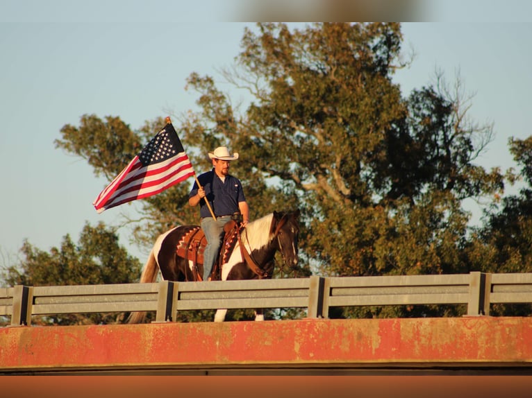 American Quarter Horse Castrone 6 Anni 155 cm Tobiano-tutti i colori in Canton TX