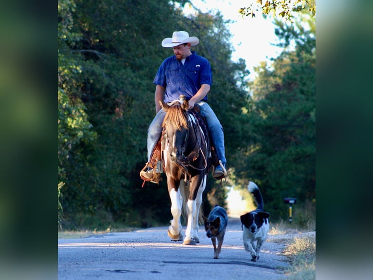 American Quarter Horse Castrone 6 Anni 155 cm Tobiano-tutti i colori in Canton TX