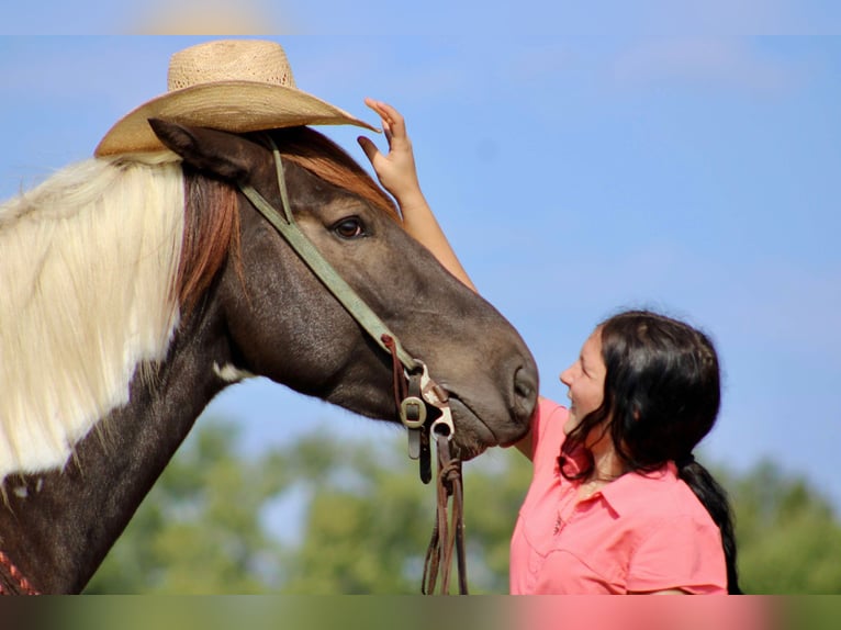 American Quarter Horse Castrone 6 Anni 155 cm Tobiano-tutti i colori in Canton TX