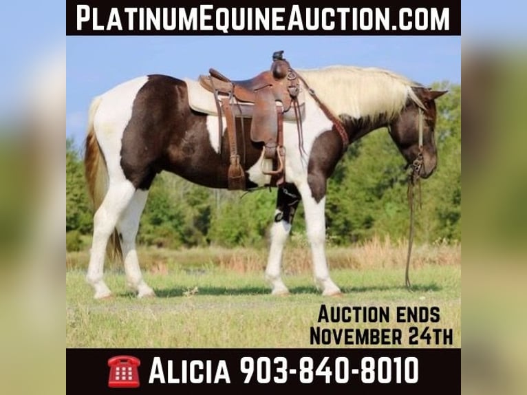 American Quarter Horse Castrone 6 Anni 155 cm Tobiano-tutti i colori in Canton TX