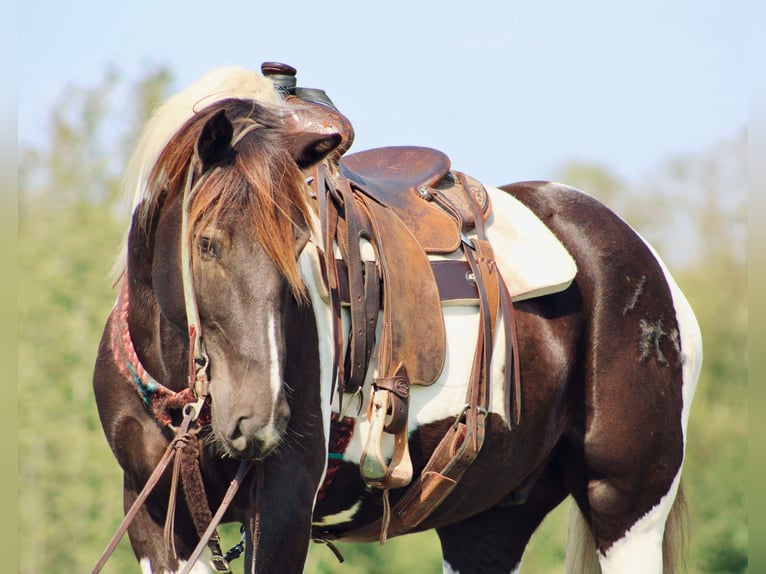 American Quarter Horse Castrone 6 Anni 155 cm Tobiano-tutti i colori in Canton TX