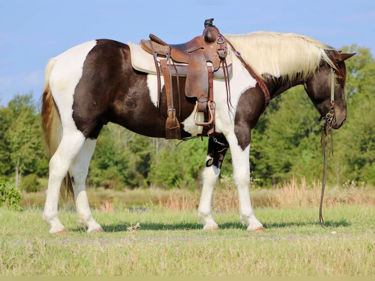 American Quarter Horse Castrone 6 Anni 155 cm Tobiano-tutti i colori in Canton TX