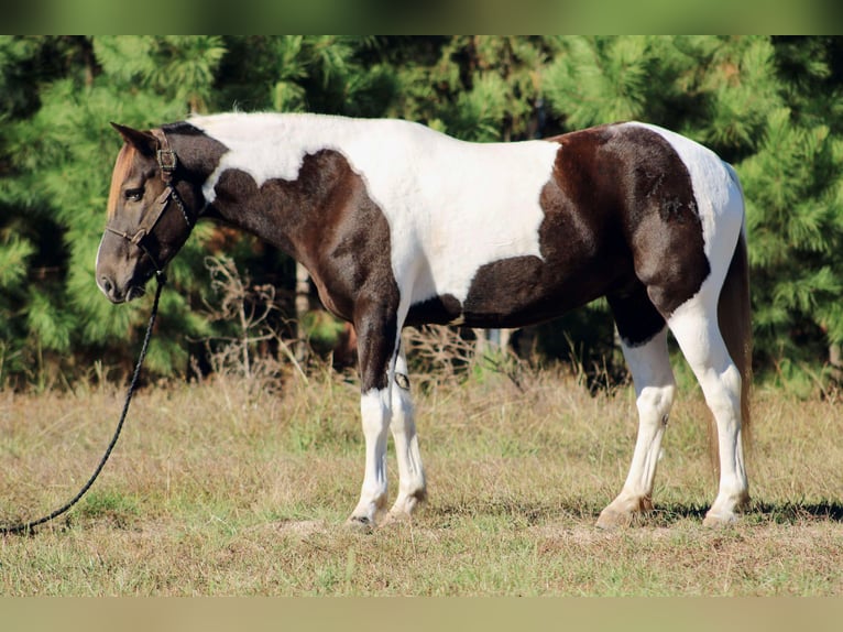 American Quarter Horse Castrone 6 Anni 155 cm Tobiano-tutti i colori in Canton TX