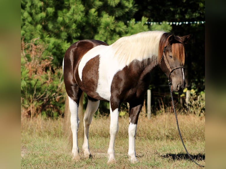 American Quarter Horse Castrone 6 Anni 155 cm Tobiano-tutti i colori in Canton TX