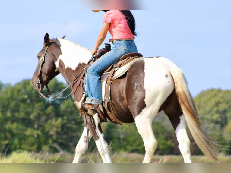 American Quarter Horse Castrone 6 Anni 155 cm Tobiano-tutti i colori in Canton TX