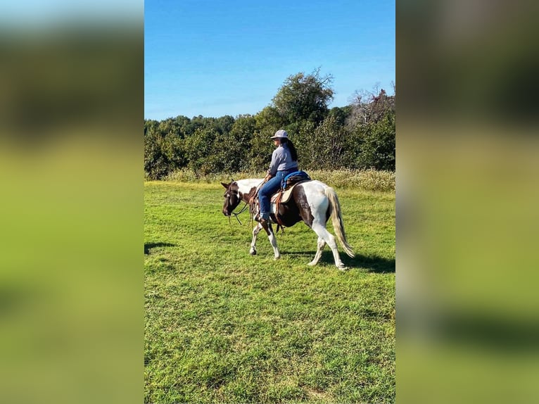 American Quarter Horse Castrone 6 Anni 155 cm Tobiano-tutti i colori in Canton TX