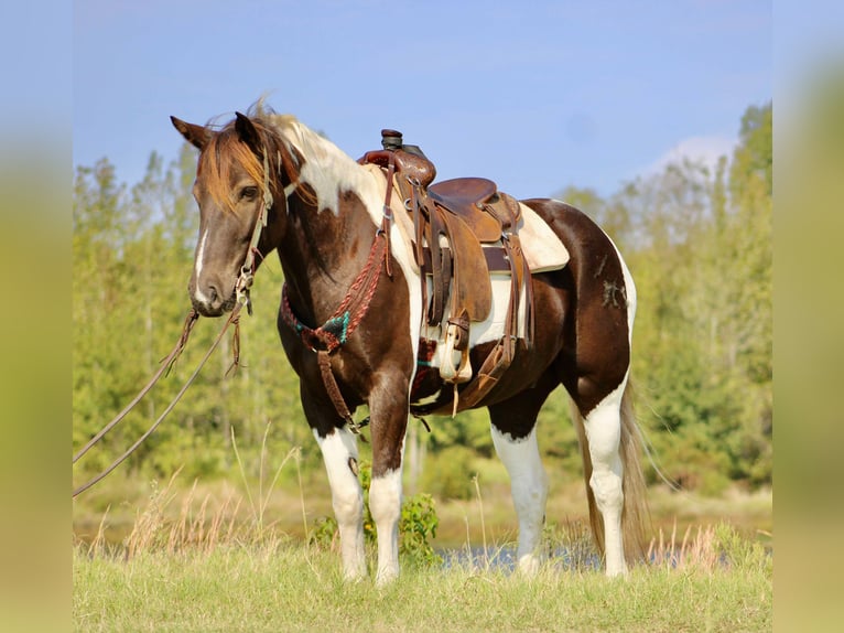 American Quarter Horse Castrone 6 Anni 155 cm Tobiano-tutti i colori in Canton TX