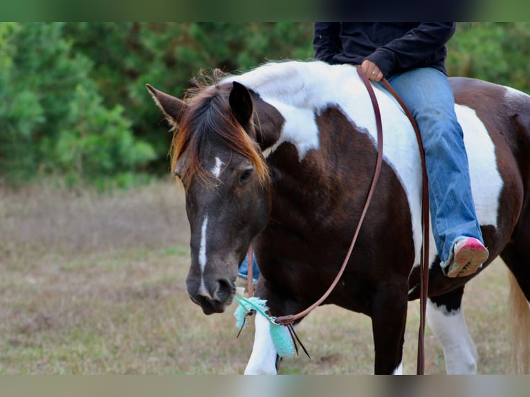 American Quarter Horse Castrone 6 Anni 155 cm Tobiano-tutti i colori in Canton TX