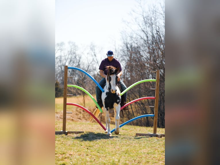 American Quarter Horse Castrone 6 Anni 155 cm Tobiano-tutti i colori in Hampshire, TN