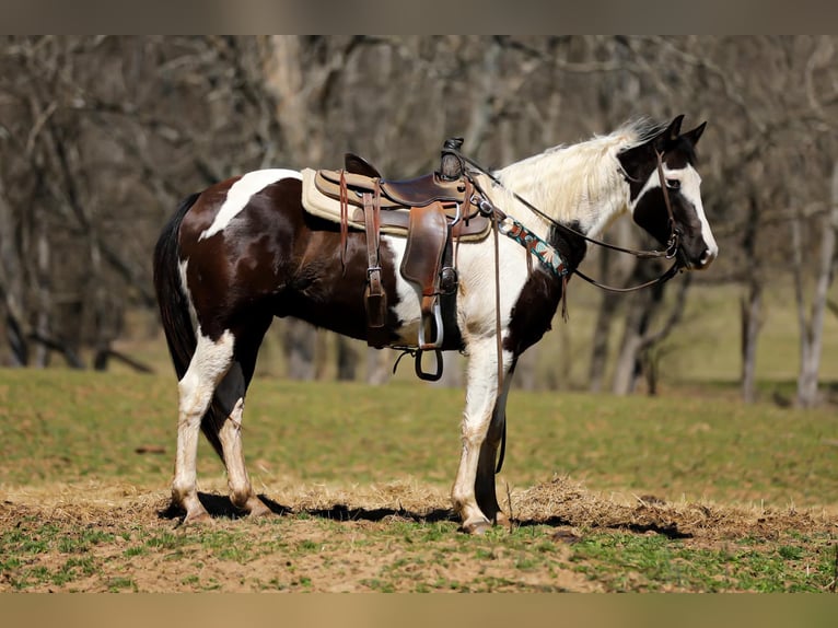 American Quarter Horse Castrone 6 Anni 155 cm Tobiano-tutti i colori in Hampshire, TN