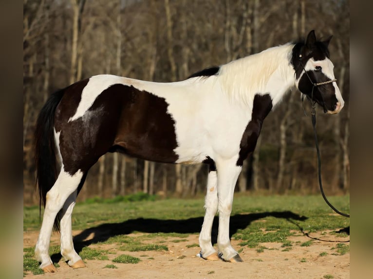 American Quarter Horse Castrone 6 Anni 155 cm Tobiano-tutti i colori in Hampshire, TN