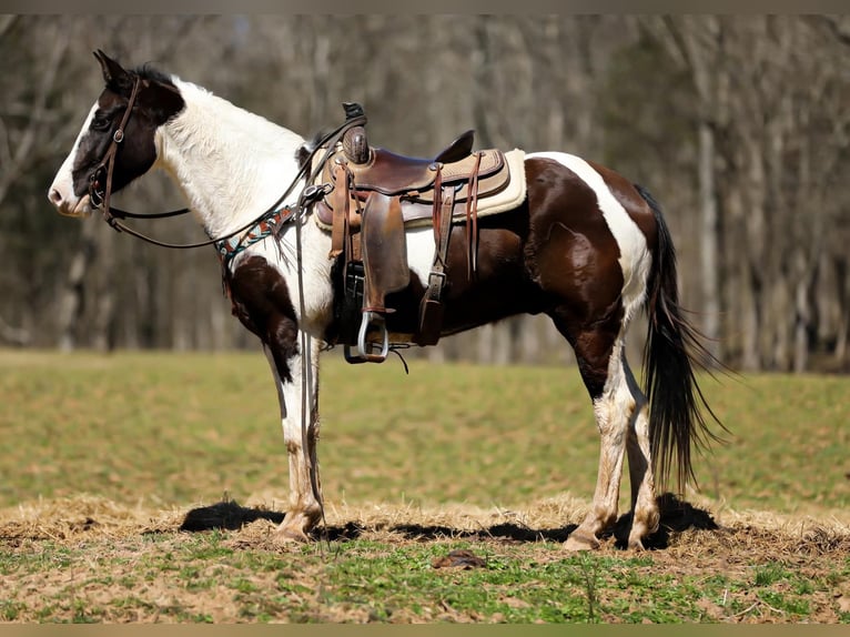 American Quarter Horse Castrone 6 Anni 155 cm Tobiano-tutti i colori in Hampshire, TN