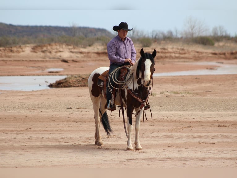 American Quarter Horse Castrone 6 Anni 155 cm Tobiano-tutti i colori in Vernon TX