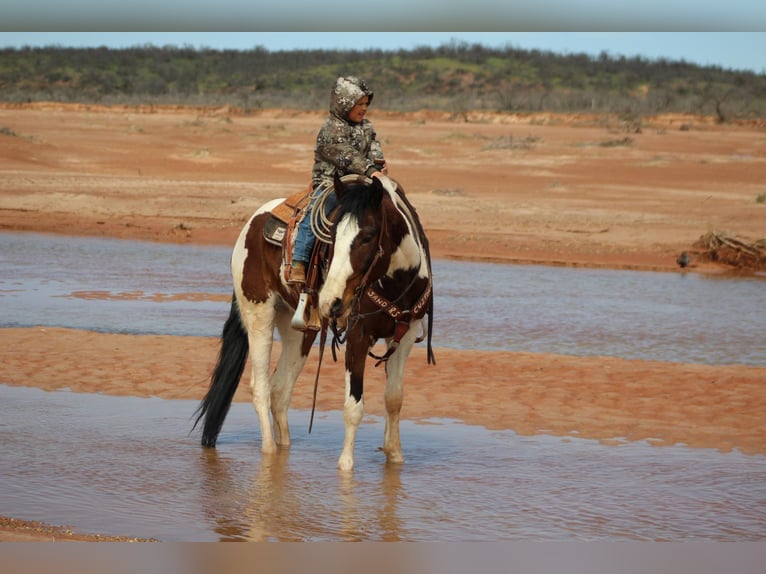 American Quarter Horse Castrone 6 Anni 155 cm Tobiano-tutti i colori in Vernon TX