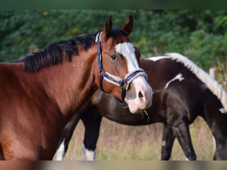 American Quarter Horse Castrone 6 Anni 156 cm Baio in Berlin