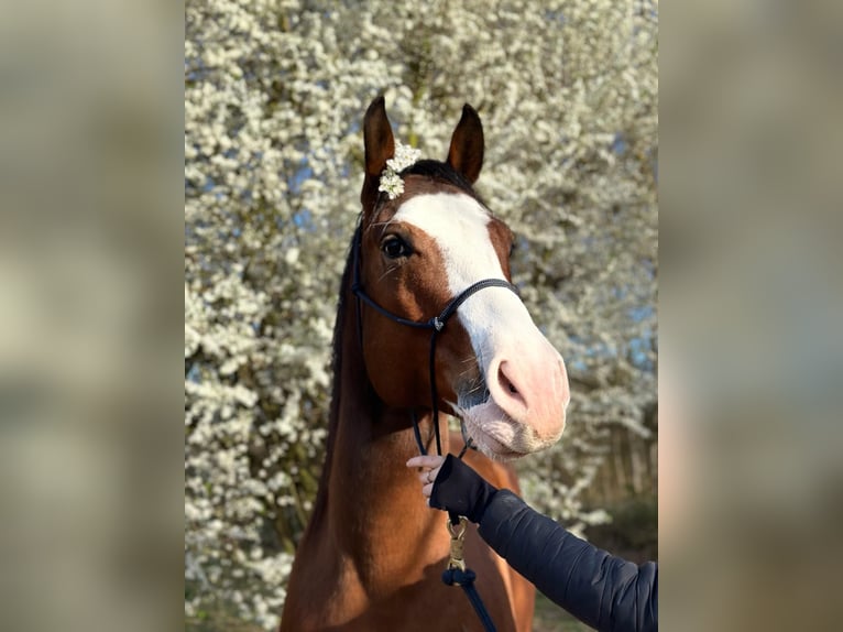 American Quarter Horse Castrone 6 Anni 156 cm Baio in Berlin