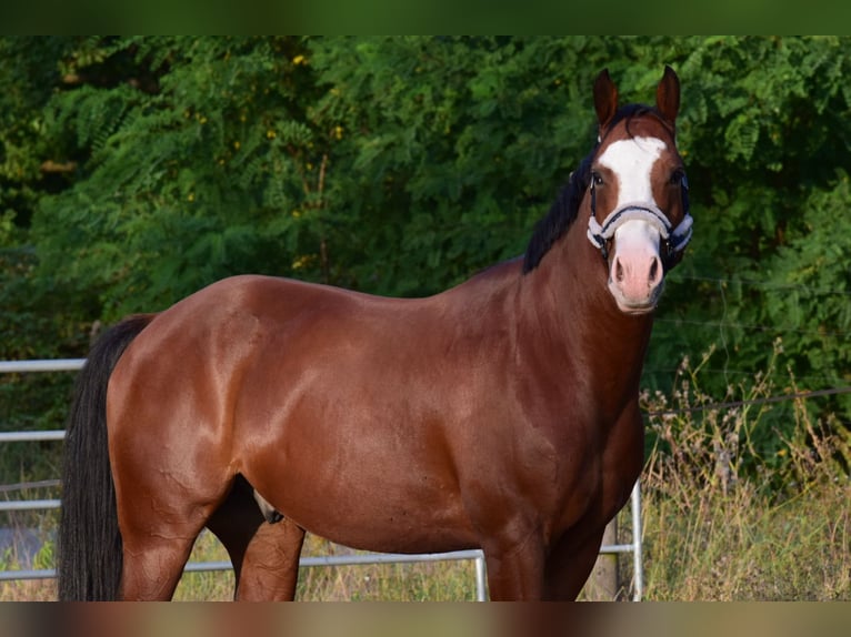 American Quarter Horse Castrone 6 Anni 156 cm Baio in Berlin