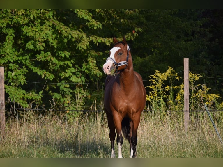 American Quarter Horse Castrone 6 Anni 156 cm Baio in Berlin