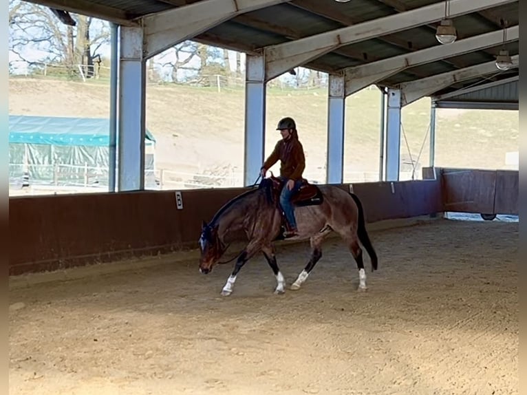 American Quarter Horse Castrone 6 Anni 156 cm Baio roano in Issum