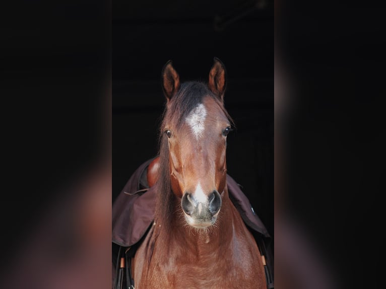 American Quarter Horse Castrone 6 Anni 156 cm Baio roano in Issum