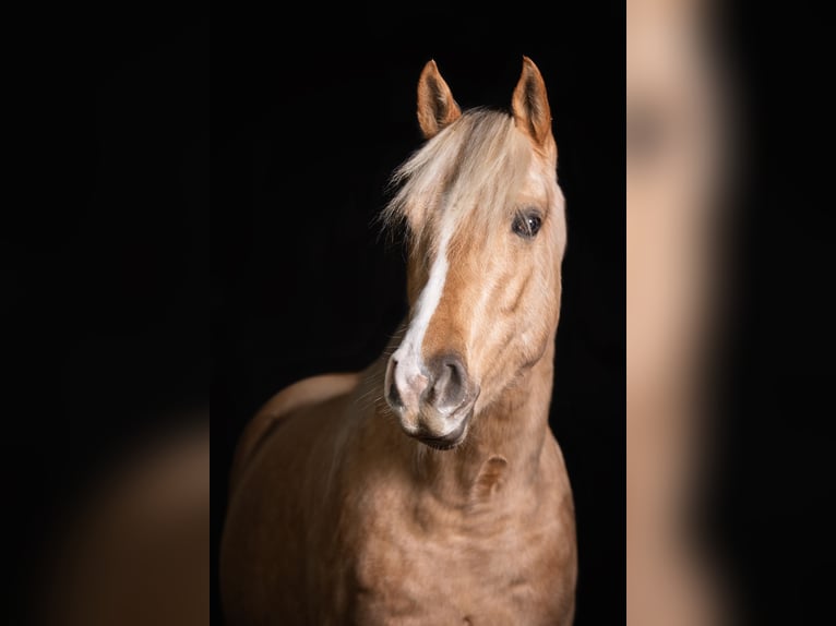 American Quarter Horse Castrone 6 Anni 156 cm Palomino in Steinen