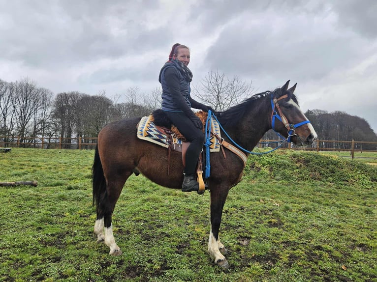 American Quarter Horse Mix Castrone 6 Anni 157 cm Baio in Linkenbach