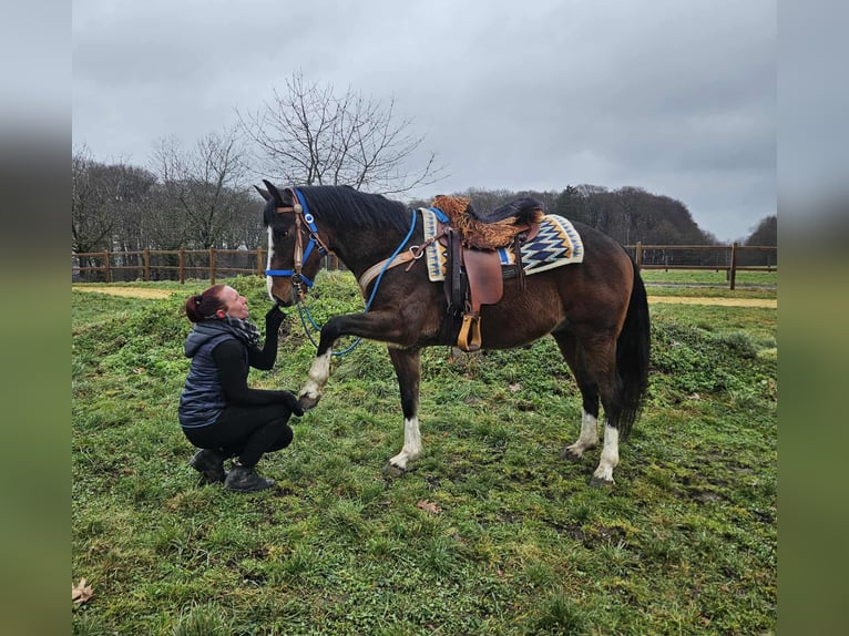 American Quarter Horse Mix Castrone 6 Anni 157 cm Baio in Linkenbach