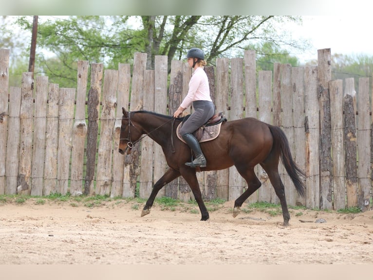 American Quarter Horse Mix Castrone 6 Anni 157 cm Baio ciliegia in Athens