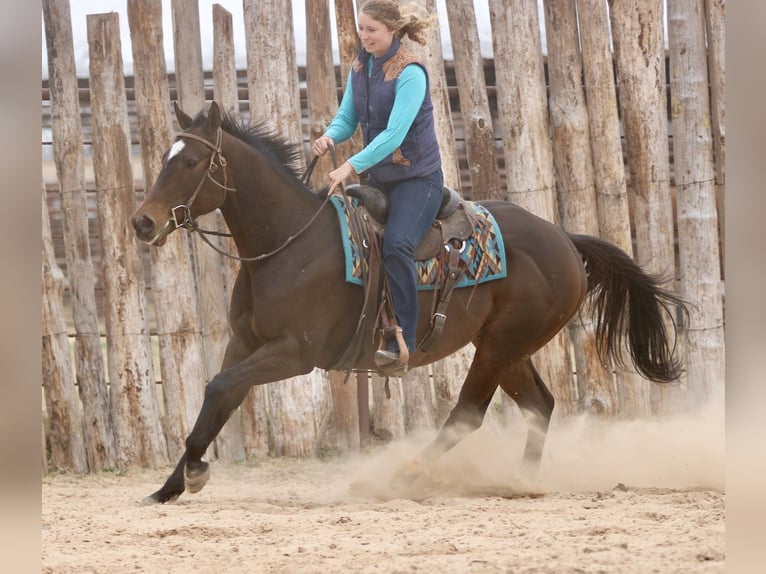 American Quarter Horse Mix Castrone 6 Anni 157 cm Baio ciliegia in Athens