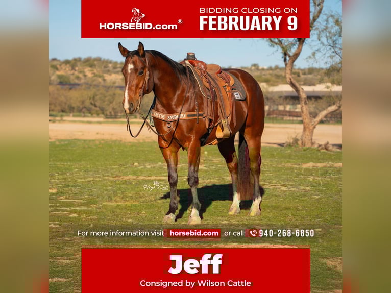 American Quarter Horse Castrone 6 Anni 157 cm Baio ciliegia in Congress