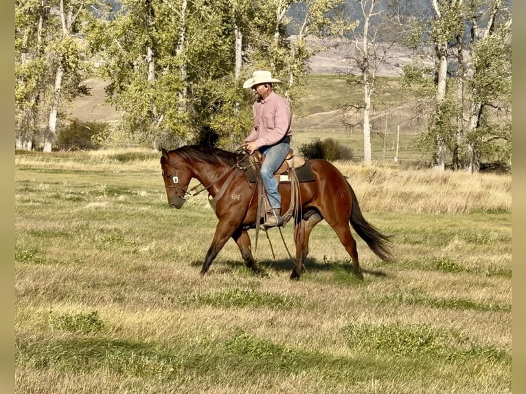 American Quarter Horse Castrone 6 Anni 157 cm Baio ciliegia in Drummond, MT