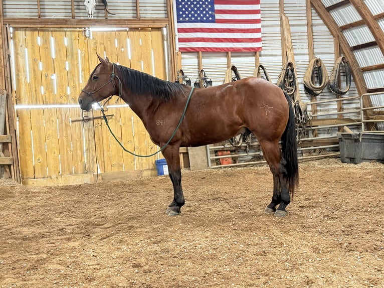 American Quarter Horse Castrone 6 Anni 157 cm Baio ciliegia in Drummond, MT