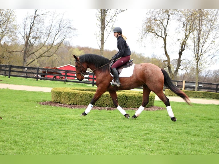 American Quarter Horse Castrone 6 Anni 157 cm Baio roano in HIghland MI