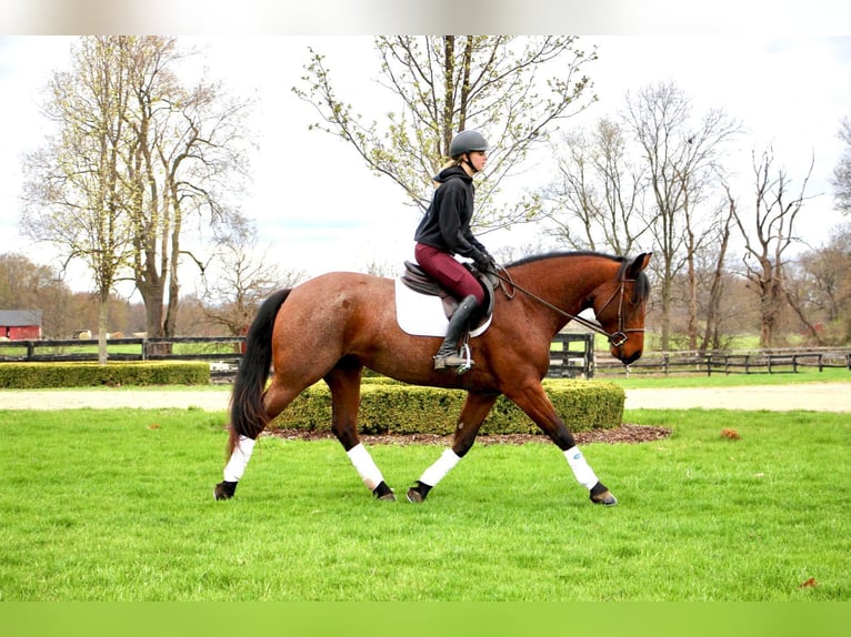 American Quarter Horse Castrone 6 Anni 157 cm Baio roano in HIghland MI