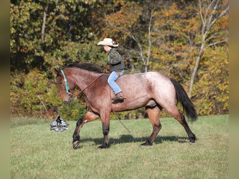 American Quarter Horse Castrone 6 Anni 157 cm Baio roano in Mount Vernon