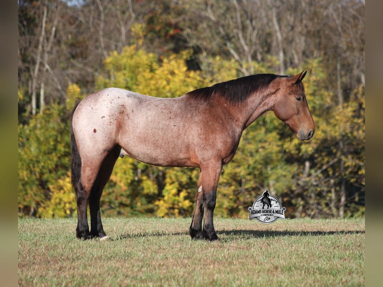 American Quarter Horse Castrone 6 Anni 157 cm Baio roano in Mount Vernon